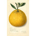 Citrus paradisi Natsumikan - Amanda Almira Newton — artwork view