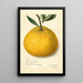 Citrus paradisi Natsumikan - Amanda Almira Newton — framed artwork on a wall
