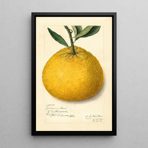 Citrus paradisi Natsumikan - Amanda Almira Newton — framed artwork on a wall