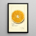 Reproduction of the painting Citrus paradisi Navel - Amanda Almira Newton