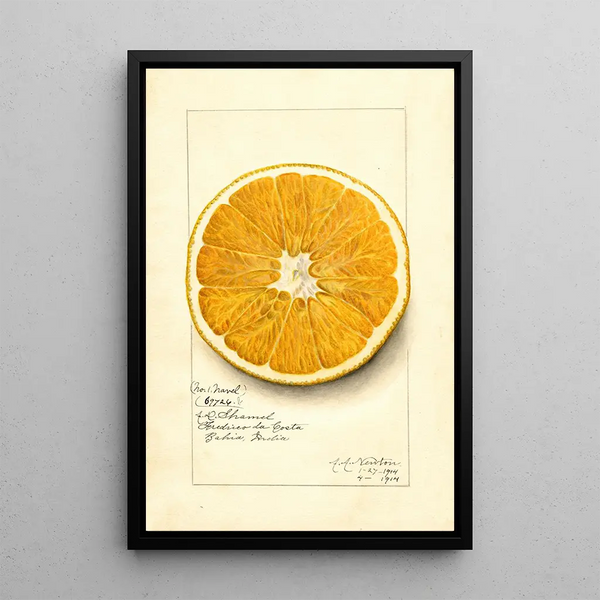 Reproduction of the painting Citrus paradisi Navel - Amanda Almira Newton