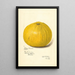 Reproduction of the painting Citrus paradisi Silver Cluster - Amanda Almira Newton