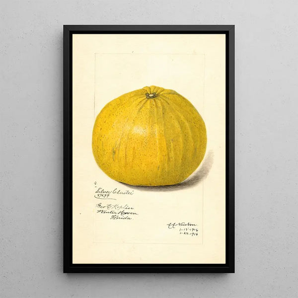 Reproduction of the painting Citrus paradisi Silver Cluster - Amanda Almira Newton