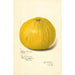 Reproduction of the painting Citrus paradisi Silver Cluster - Amanda Almira Newton