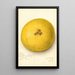 Citrus paradisi - Amanda Almira Newton — framed artwork on a wall