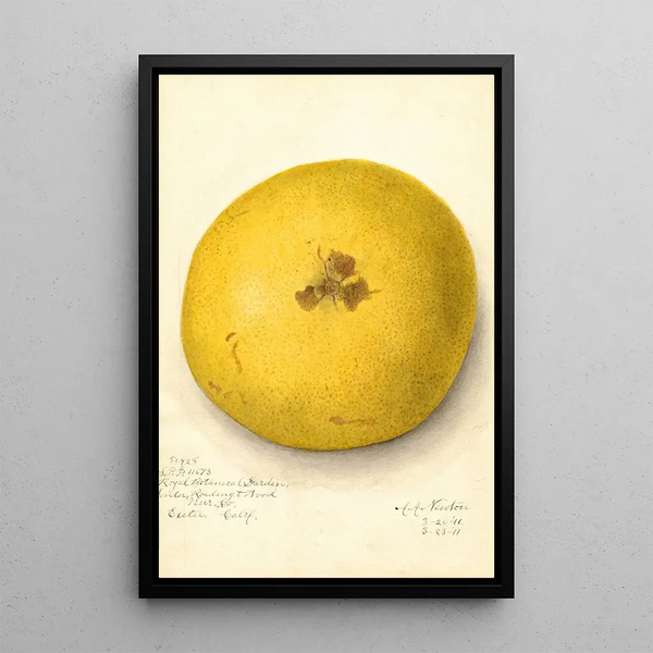 Citrus paradisi - Amanda Almira Newton — framed artwork on a wall