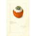 Citrus sinensis - Amanda Almira Newton — artwork view
