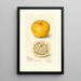 Reproduction of the painting Citrus sinensis Acida - Amanda Almira Newton