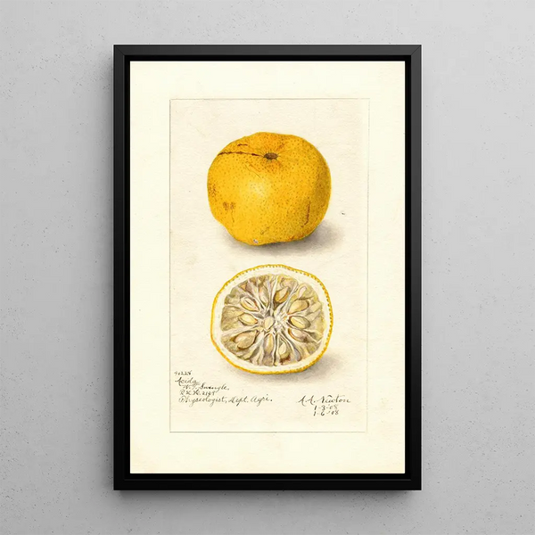 Reproduction of the painting Citrus sinensis Acida - Amanda Almira Newton