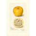 Reproduction of the painting Citrus sinensis Acida - Amanda Almira Newton