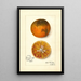Reproduction of the painting Citrus sinensis Blood Tardiff - Amanda Almira Newton | Painting
