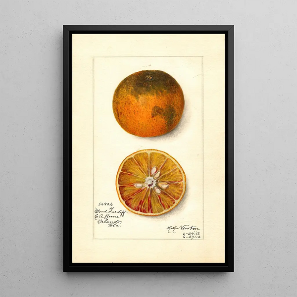 Reproduction of the painting Citrus sinensis Blood Tardiff - Amanda Almira Newton | Painting