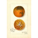 Reproduction of the painting Citrus sinensis Blood Tardiff - Amanda Almira Newton | Painting