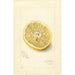 Citrus sinensis Ichang - Amanda Almira Newton — artwork view