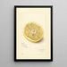 Citrus sinensis Ichang - Amanda Almira Newton — framed artwork on a wall