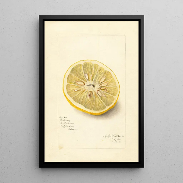 Citrus sinensis Ichang - Amanda Almira Newton — framed artwork on a wall