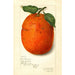 Citrus sinensis New - Amanda Almira Newton | Painting — artwork view