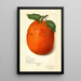 Citrus sinensis New - Amanda Almira Newton | Painting — framed artwork on a wall