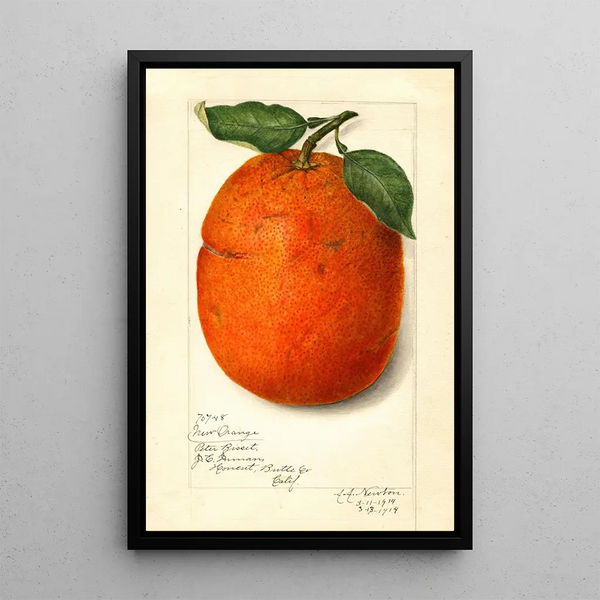Citrus sinensis New - Amanda Almira Newton | Painting — framed artwork on a wall