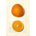 Citrus sinensis Thompson Improved Navel - Amanda Almira Newton — artwork view