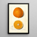 Citrus sinensis Thompson Improved Navel - Amanda Almira Newton — framed artwork on a wall