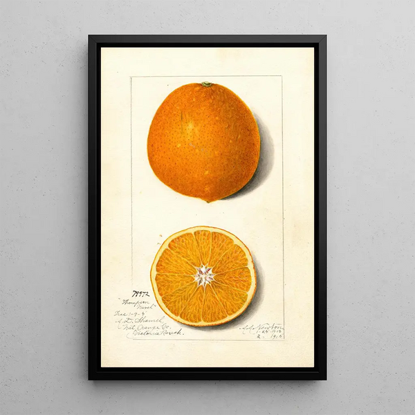 Citrus sinensis Thompson Improved Navel - Amanda Almira Newton — framed artwork on a wall
