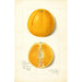 Citrus sinensis True Eureka - Amanda Almira Newton — artwork view