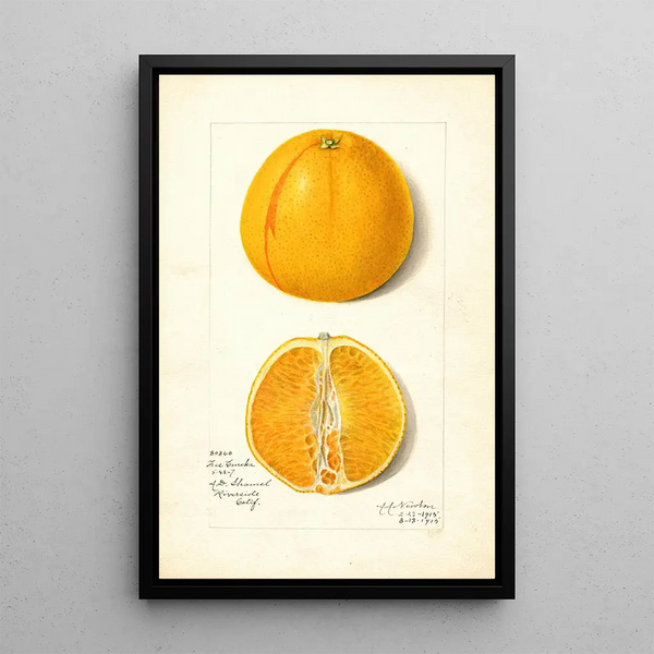Citrus sinensis True Eureka - Amanda Almira Newton — framed artwork on a wall