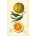 Citrus sinensis Valencia - Amanda Almira Newton — artwork view