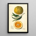 Citrus sinensis Valencia - Amanda Almira Newton — framed artwork on a wall