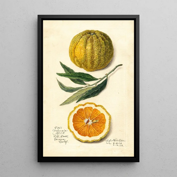 Citrus sinensis Valencia - Amanda Almira Newton — framed artwork on a wall