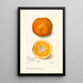 Reproduction of the painting Citrus sinensis Washington Navel - Amanda Almira Newton