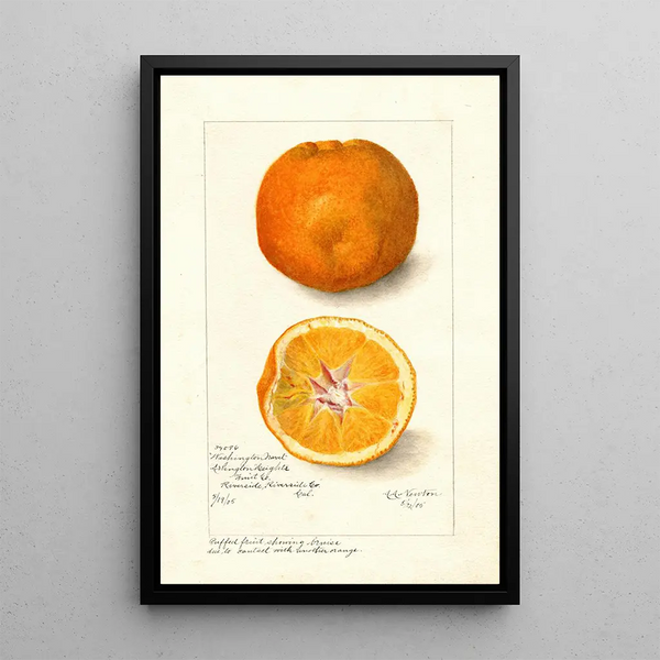 Reproduction of the painting Citrus sinensis Washington Navel - Amanda Almira Newton