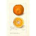 Reproduction of the painting Citrus sinensis Washington Navel - Amanda Almira Newton
