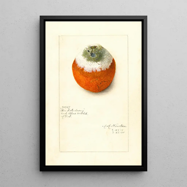 Citrus sinensis - Amanda Almira Newton — framed artwork on a wall