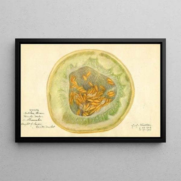 Cucumis melo Antibes Green - Amanda Almira Newton — framed artwork on a wall