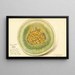 Cucumis melo Honey Dew - Amanda Almira Newton — framed artwork on a wall