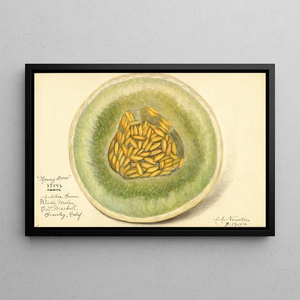 Cucumis melo Honey Dew - Amanda Almira Newton — framed artwork on a wall