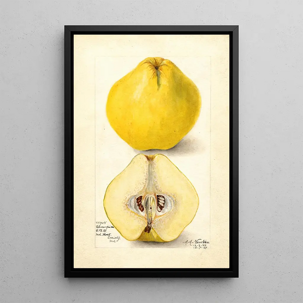 Reproduction of the painting Cydonia oblonga Champion - Amanda Almira Newton