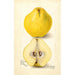 Reproduction of the painting Cydonia oblonga Champion - Amanda Almira Newton