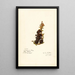 Diospyros - Amanda Almira Newton — framed artwork on a wall