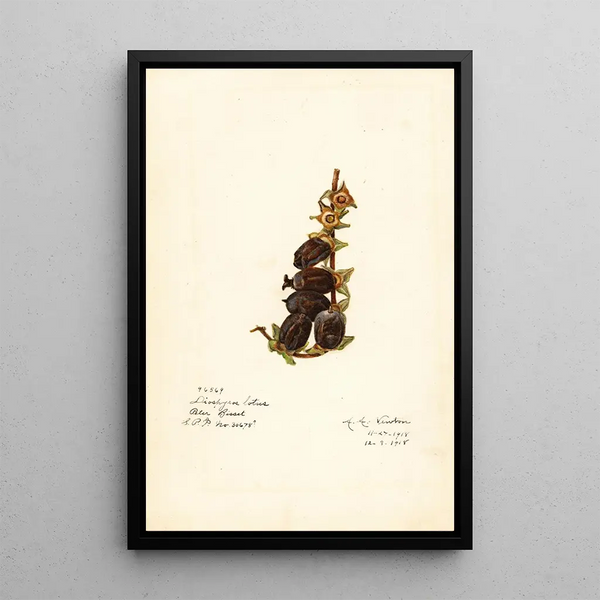 Diospyros - Amanda Almira Newton — framed artwork on a wall