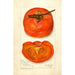Reproduction of the painting Diospyros Chinese - Amanda Almira Newton