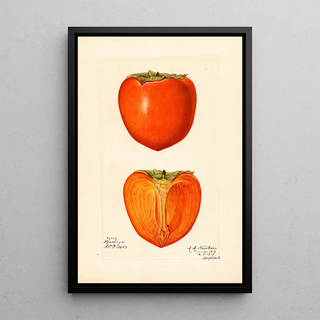 Amanda Almira Newton - Diospyros Hachiya.webp