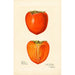 Reproduction of the painting Diospyros Hachiya - Amanda Almira Newton
