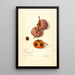 Reproduction of the painting Diospyros Josephine - Amanda Almira Newton