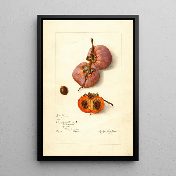 Reproduction of the painting Diospyros Josephine - Amanda Almira Newton