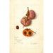 Reproduction of the painting Diospyros Josephine - Amanda Almira Newton