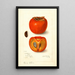 Diospyros Lone Star - Amanda Almira Newton — framed artwork on a wall