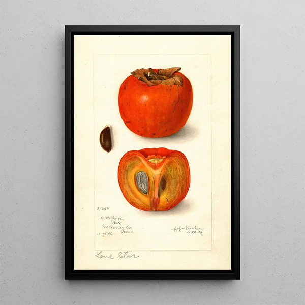 Diospyros Lone Star - Amanda Almira Newton — framed artwork on a wall